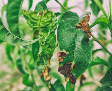 Şeftali ağacındaki hasarlı yaprak