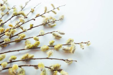 Branches of pussy willows on white background. Flat lay, top view