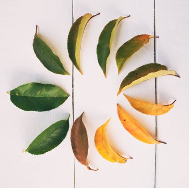 Yapraklar yeşilden kahverengiye dönüyor