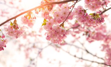 Arka planda bulanık Sakura çiçekleri