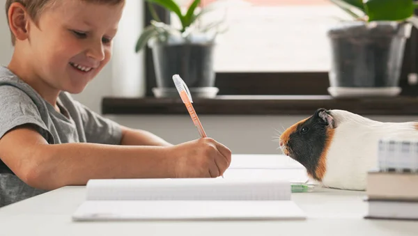 小学生和他的朋友豚鼠在家里的书桌边做作业 — 图库照片