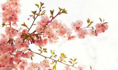 Güzel çiçek açan sakura ağacı
