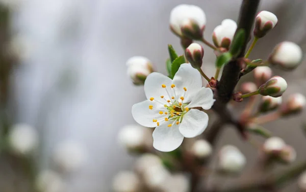 Close View Tree Blossom — Stock Photo, Image