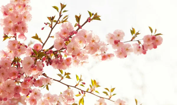 Beautiful Blooming Sakura Tree — Stock Photo, Image