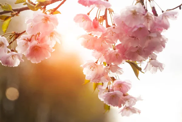 Sakura Flowers Blurred Background — Stock Photo, Image