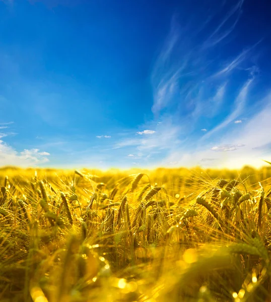 乌克兰国旗上的田野和天空 — 图库照片