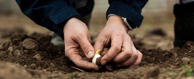 Woman planting flower bulbs in the garden in  the spring