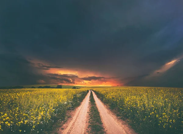 Panorama View Ground Road Rapeseed Field — Foto de Stock