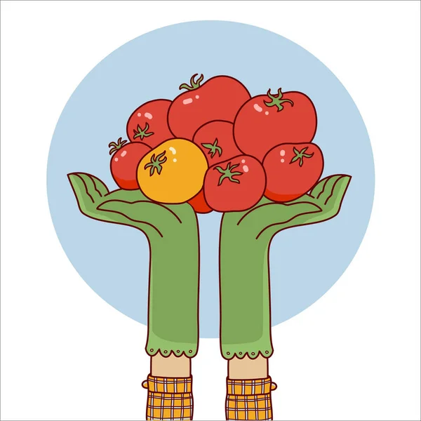 Oogstvectorillustratie Handen Houden Tomaten Handen Herfst Oogst Seizoen Symbool Verse — Stockvector