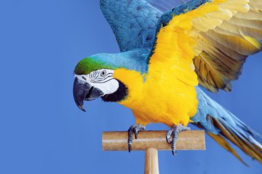 Amerika papağanı papağan