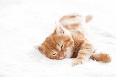 Kırmızı kedi yavrusu