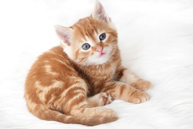 Kırmızı kedi yavrusu
