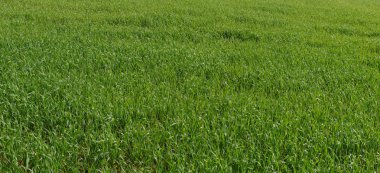 yeşil çim dokusu