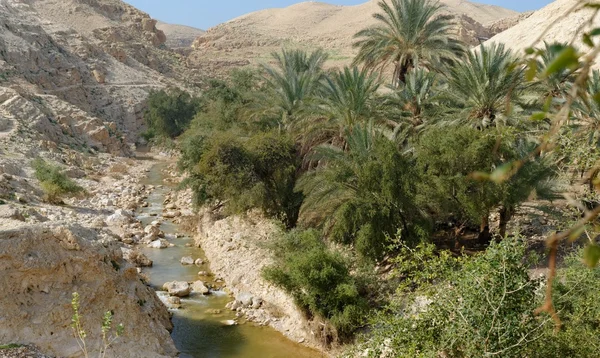 Ваді Qelt або Нахаль Prat крик в краї пустелі, поблизу Єрихону навесні — стокове фото