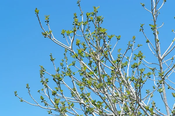 Pequenos figos verdes e folhas jovens na árvore contra o céu na primavera — Fotografia de Stock
