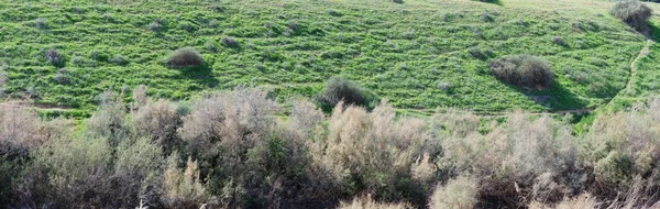 Contra-luz vista de uma colina verde coberta com grama e arbustos — Fotografia de Stock