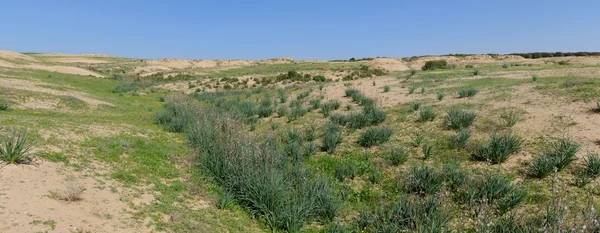 Desert covered with ephemeral plants in spring — Stock Photo, Image