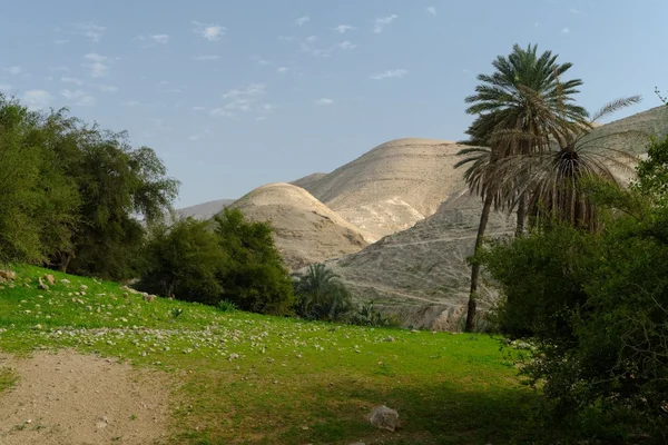 Oasis in Judean Desert at Wadi Qelt near Jericho in spring — Stock Photo, Image