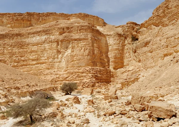 Acácias no fundo do desfiladeiro do deserto — Fotografia de Stock