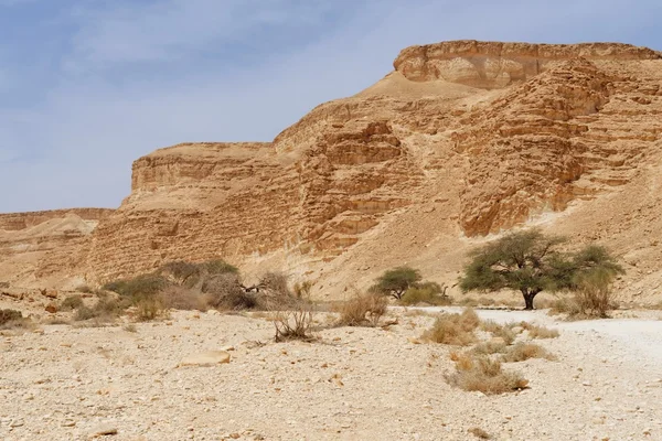 Acacia trees at the bottom of the desert valley under the striped mountains — Stock Photo, Image