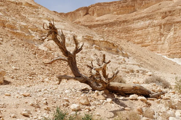 Suche drzewo na pustyni — Zdjęcie stockowe