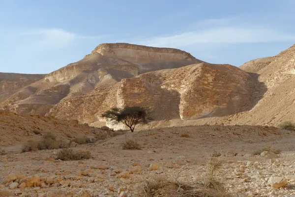 Árvore de acácia sob a colina no deserto rochoso ao pôr do sol — Fotografia de Stock