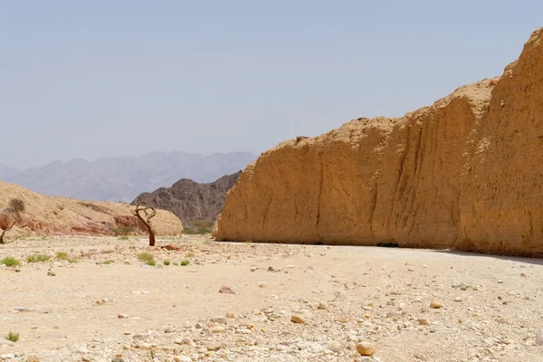 Tronco de acácia no deserto perto de Eilat, Israel — Fotografia de Stock