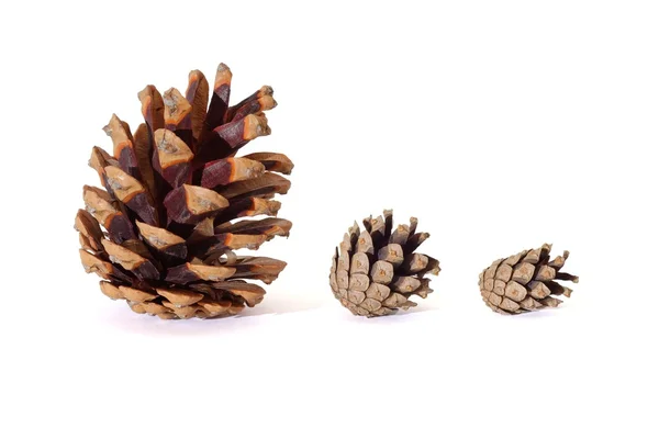 Three pine tree cones of various size isolated on white background — Stock Photo, Image