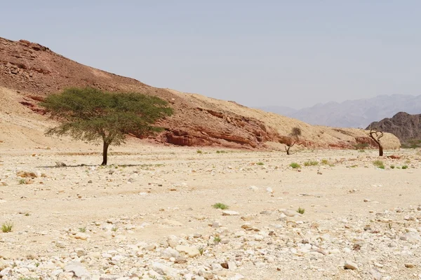 Fila de acácias no desfiladeiro do deserto perto de Eilat, Israel — Fotografia de Stock
