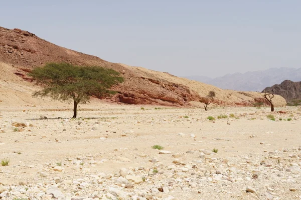 Row of acacia trees in the desert canyon near Eilat, Israel — Stock Photo, Image