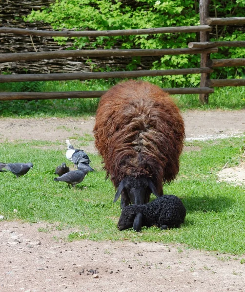 Moutons bruns avec un agneau noir dans une ferme — Photo