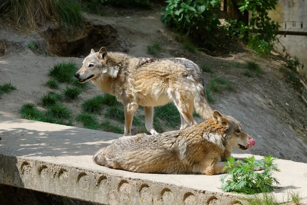 動物園での 2 つの灰色オオカミ ストック写真