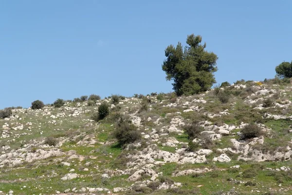 Árbol solitario en la ladera de la colina mediterránea —  Fotos de Stock