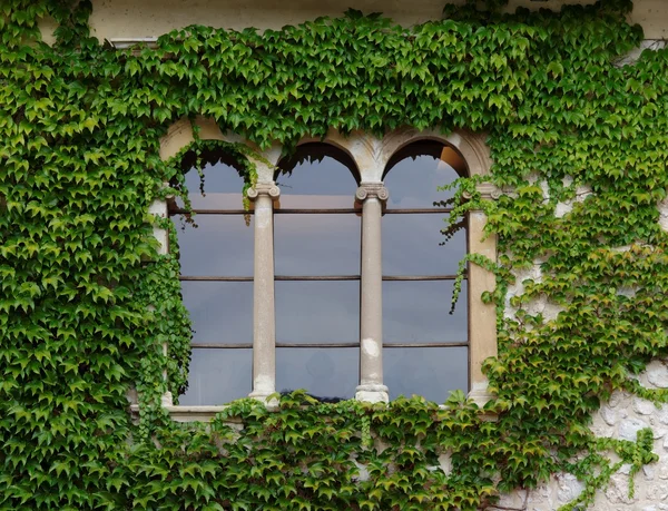 Kalenin penceresinde Ivy Slovenya ile — Stok fotoğraf