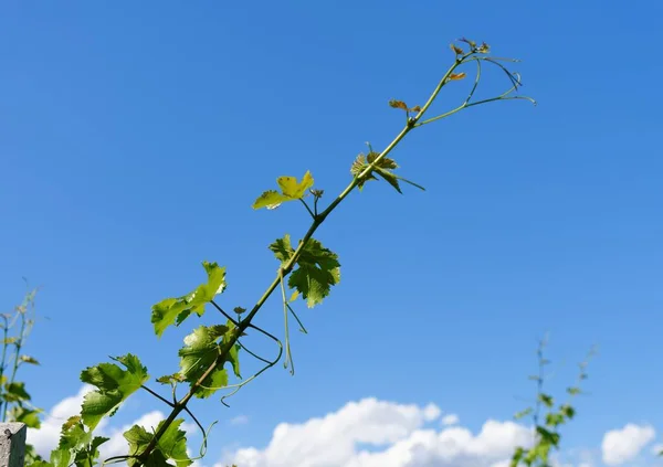Vine Shoot Bright Blue Sky Background — Stock Photo, Image