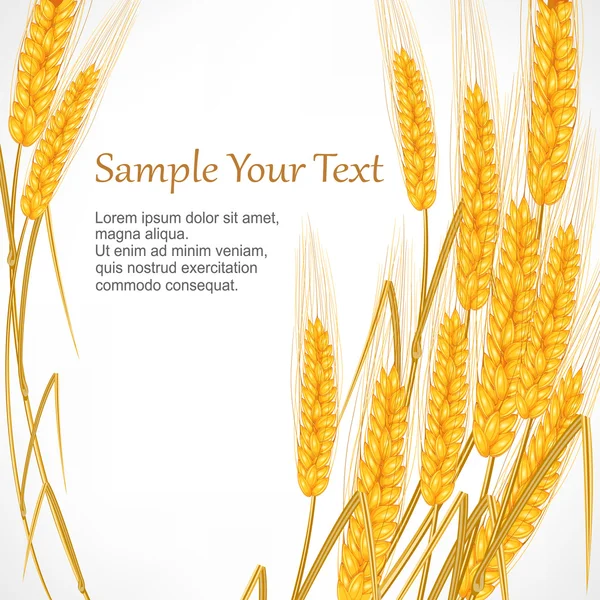 Колосья пшеницы на белом — стоковый вектор