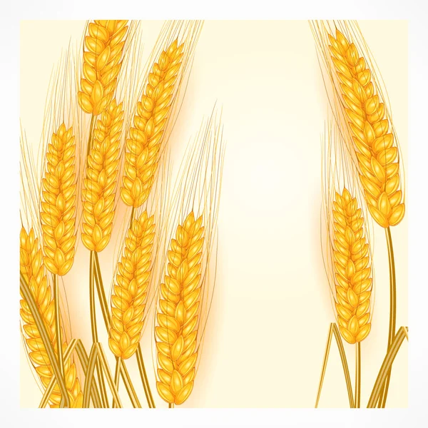 Ears of wheat on white — Stock Vector