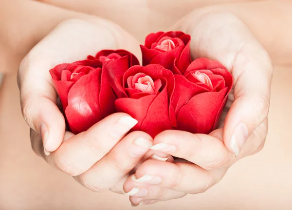 Ruce jsou plné růžových poupat — Stock fotografie