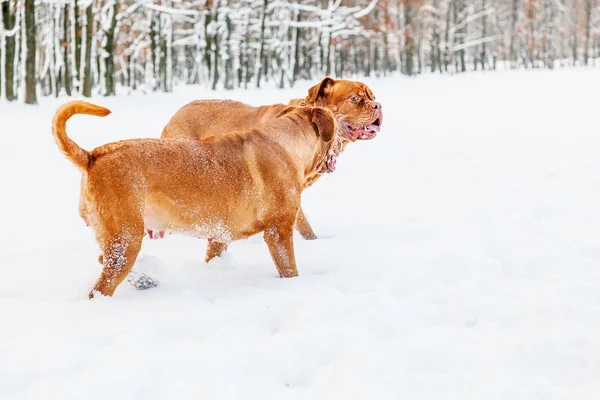 Twee honden (bordeaux mastiff) — Stockfoto