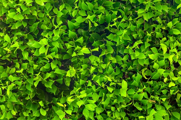 Folhagem ficus — Fotografia de Stock