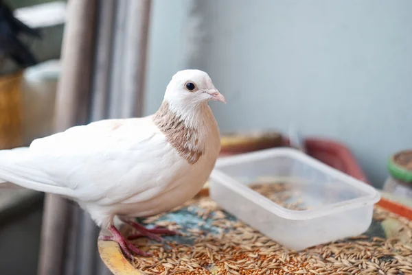 Een witte duif zittend op het balkon — Stockfoto