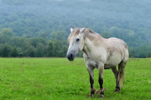 Лошадиный хромой — стоковое фото