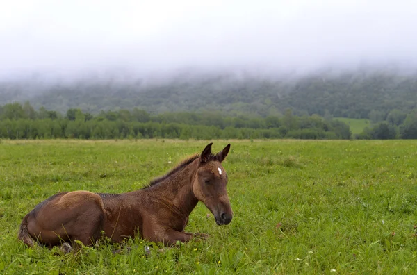 Cheval entravé — Photo