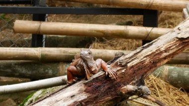 Ormanda büyük turuncu tropikal iguana