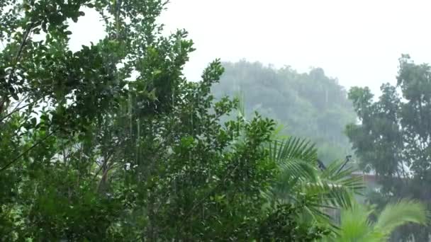 Tropiskt skyfall under regnperioden — Stockvideo