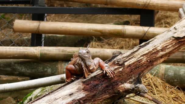 Grand iguane tropical orange dans la jungle — Video