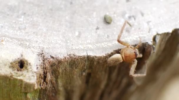 Трехногий паук на дереве — стоковое видео