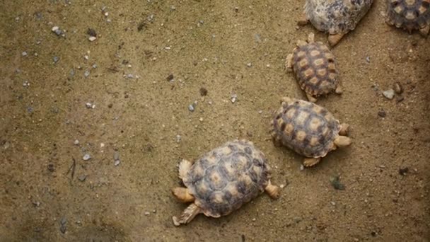 Sköldpaddor på zoo, ovanifrån — Stockvideo
