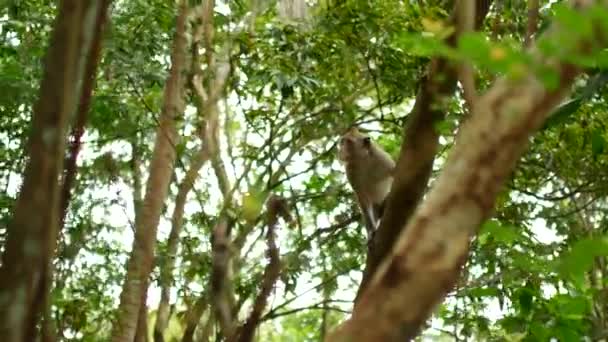 Thailand, jungle, aap tussen de bomen — Stockvideo
