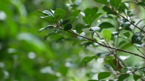 Sommerdusche Ende, grüner Ast — Stockvideo